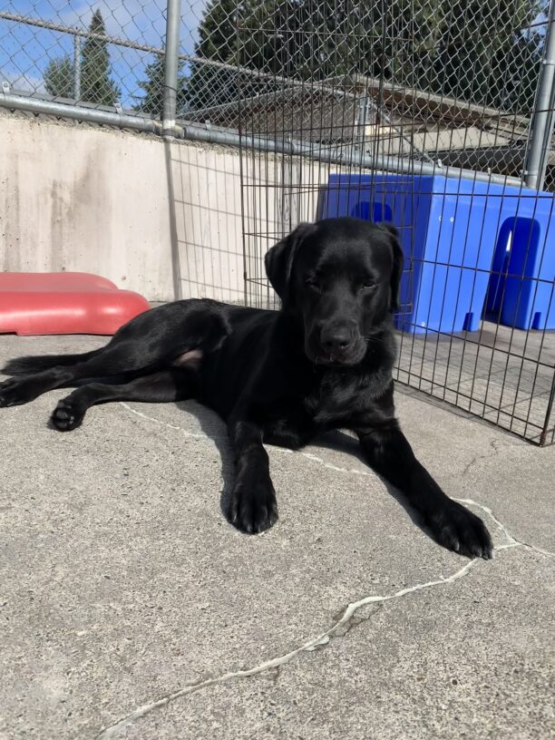 Female black lab