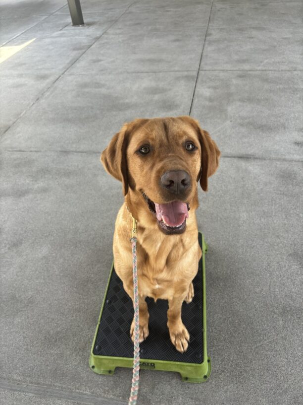 A dark yellow, male Labrador Retriever looks up into the camera with his mouth open and a happy expression on his face. He is sitting on a green training pedestal looking proud.