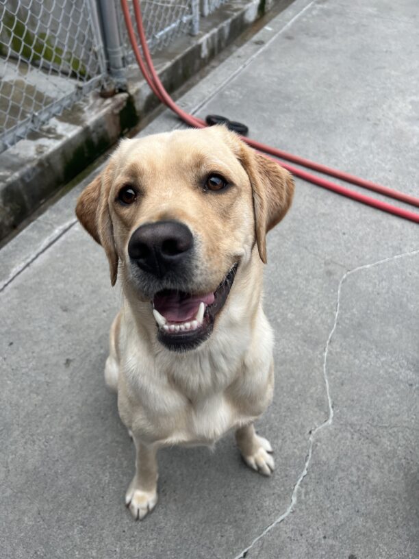 Yellow Lab Danford is sitting in the play yard. He is looking slightly to the side of the camera and his mouth is open in a wide grin. A red hose and some kennel fencing are in the background.