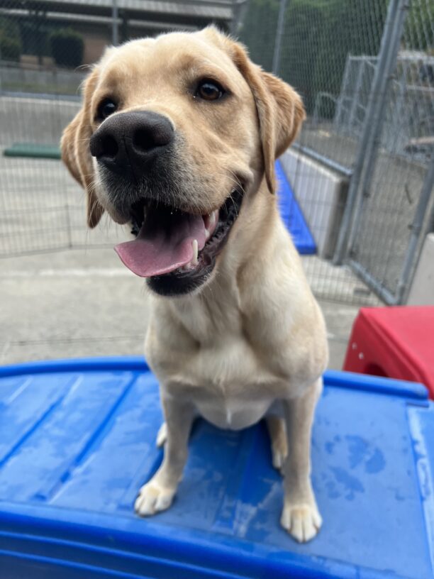 Yellow Lab Danford is sitting on a blue play structure in the community play yard. He is looking expectantly toward the camera with his mouth open, revealing his pink tongue. More play structures and fencing are in the background.
