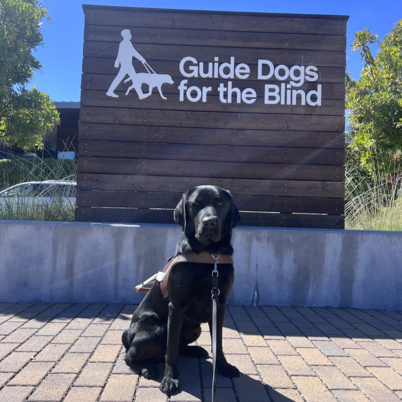 DaVinci is sitting in front of a large wooden sign that says Guide Dogs for the Blind on it. He is wearing his harness and is posing regally with a focused expression on his face.