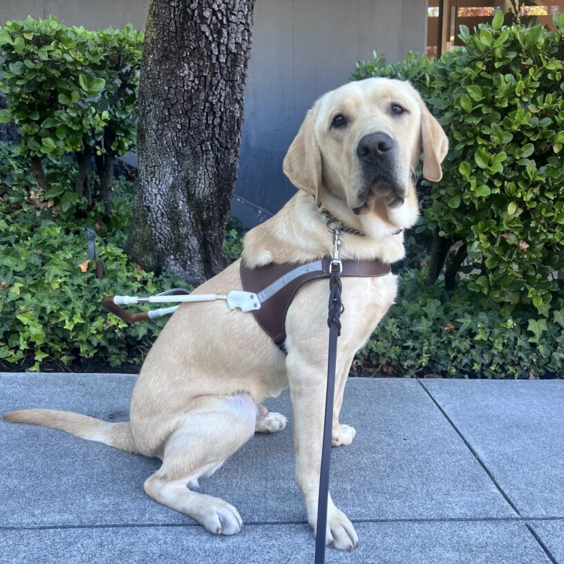 Dover is sitting in front of a large green bush and a tree. He is wearing his harness and is looking at the camera with a focused expression on his face.