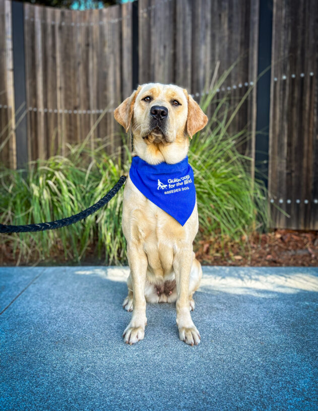 Yellow lab Gail sits on the sidewalk in front of a wooden fence and green place. She is looking directly at the camera and wearing her blue breeder scarf.