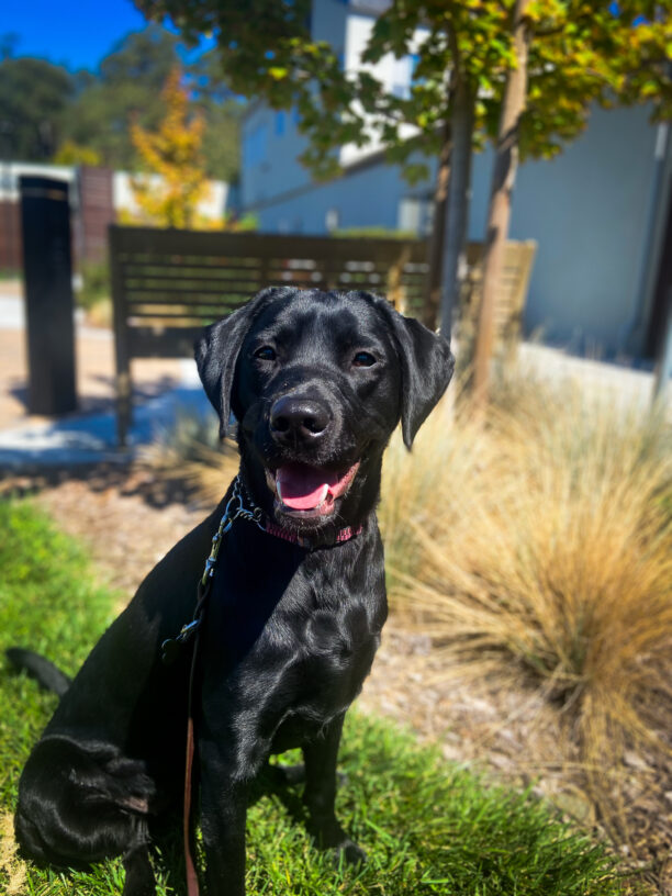 Georgie sits smiling on the sunny grass on campus