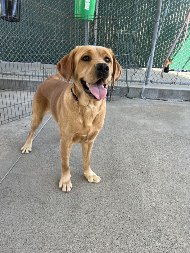 Goodwin is in the community run area of the kennels. He is standing and looking off to the side of the camera expectantly.