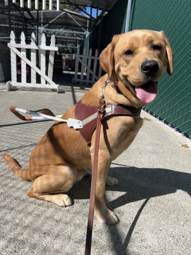 Goodwin is sitting in the obstacles course of the kennel hallway. He is wearing his GDB harness and looking over his shoulder at the camera.
