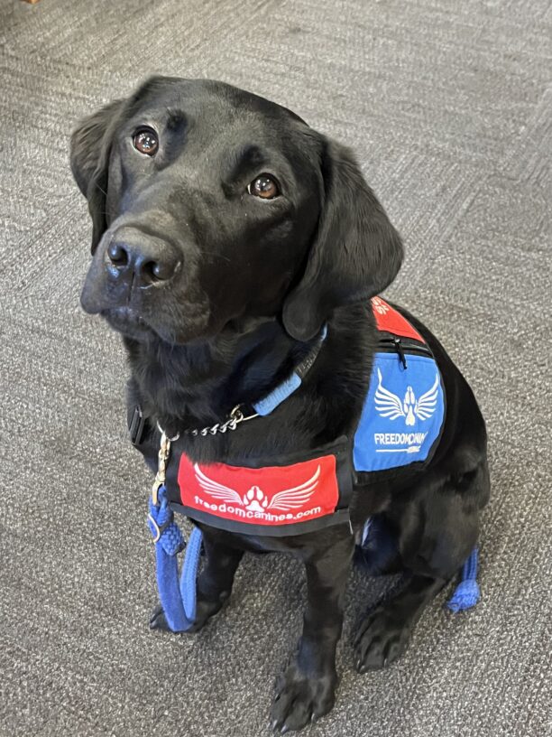 Black Lab Heirloom is sitting down, gazing up at the camera. She is wearing a red, white and blue service jacket.