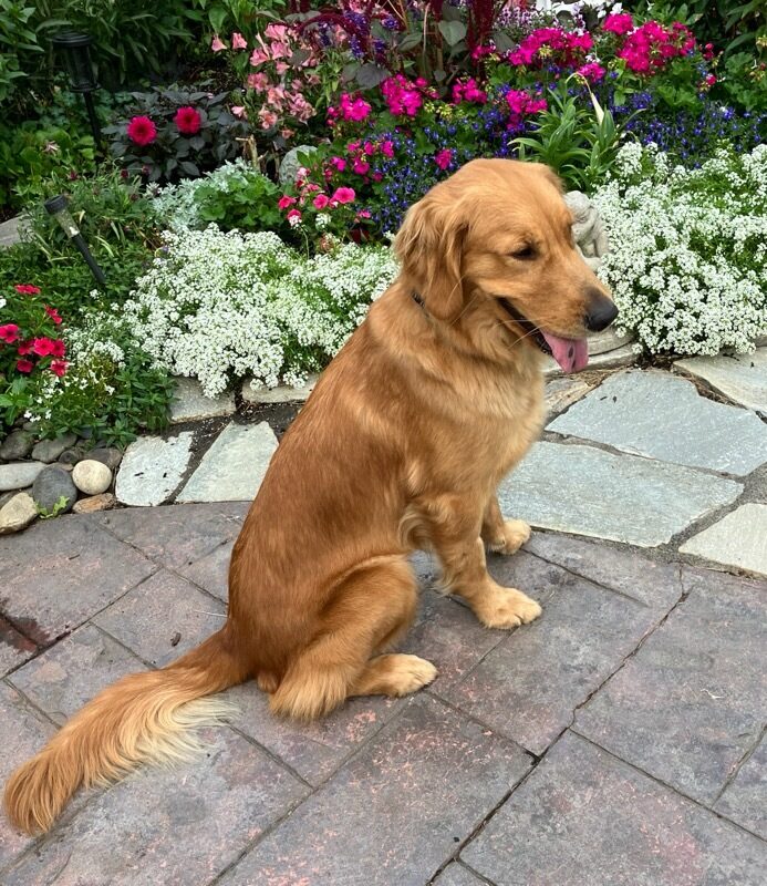 Iris sits in front of the camera with her body facing to the viewer's right. See is sitting on a backyard patio with her tongue sticking out slightly, revealing two black, tongue spots. Pictured behind her are various flowers in white, red and purple.
