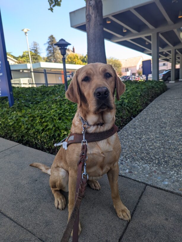 LaniJo sits in harness in a sidewalk after a route. She looks at the camera with a serious look on her face as she waits for her treat.