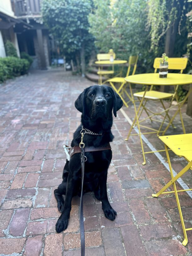 Kingman sits in harness on a brick patio, looking at the camera. Next to him are small yellow tables and chairs and there are walls of ivy in the background.