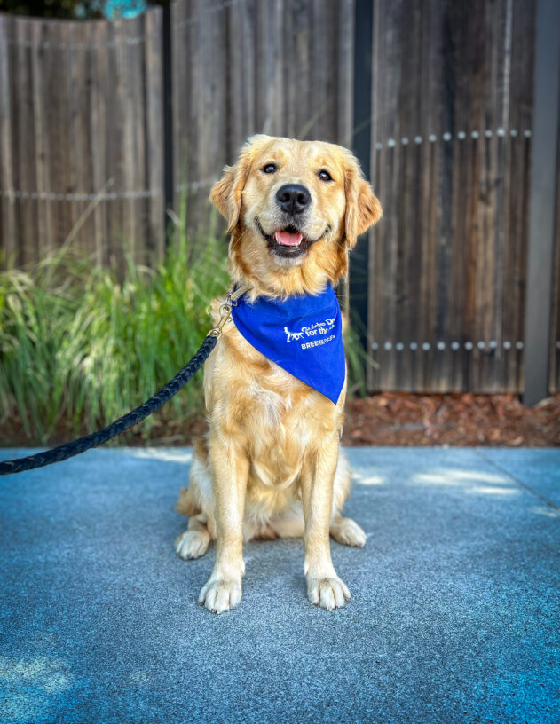 Golden/Lab cross Kristin sits on the sidewalk in front of a wooden fence and green places. She has a smile on her face as she looks at the camera and wears her blue breeder scarf.