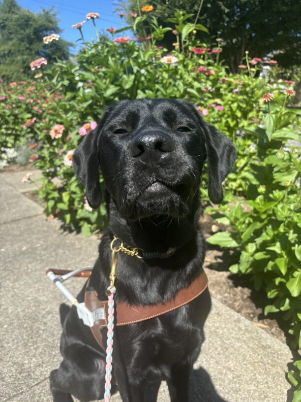 A male black Labrador Retriever sits in harness on a sidewalk on a sunny day.  He is looking at the camera with squinty eyes and a proud look on his face after one of his first routes.  One side of his lip is stuck on his tooth and his lips looks extra poufy. Behind him is a garden bed with colorful flowers in full bloom.