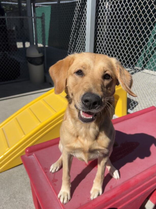 Powder is sitting on a plastic play structure in the community run area of the kennel. She is smiling at the camera.