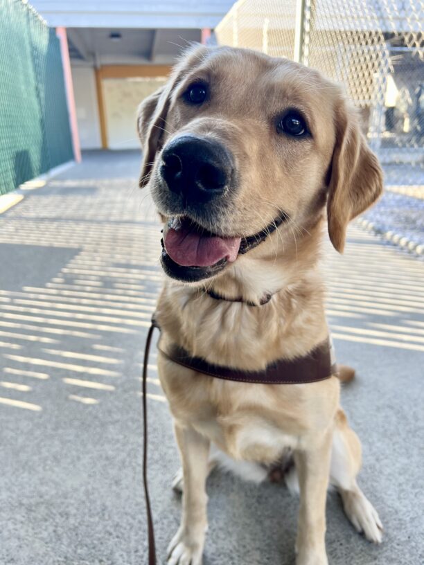 Powder is sitting in the kennel hallway and looking into the camera. She is wearing her GDB harness and has her head slightly tilted.