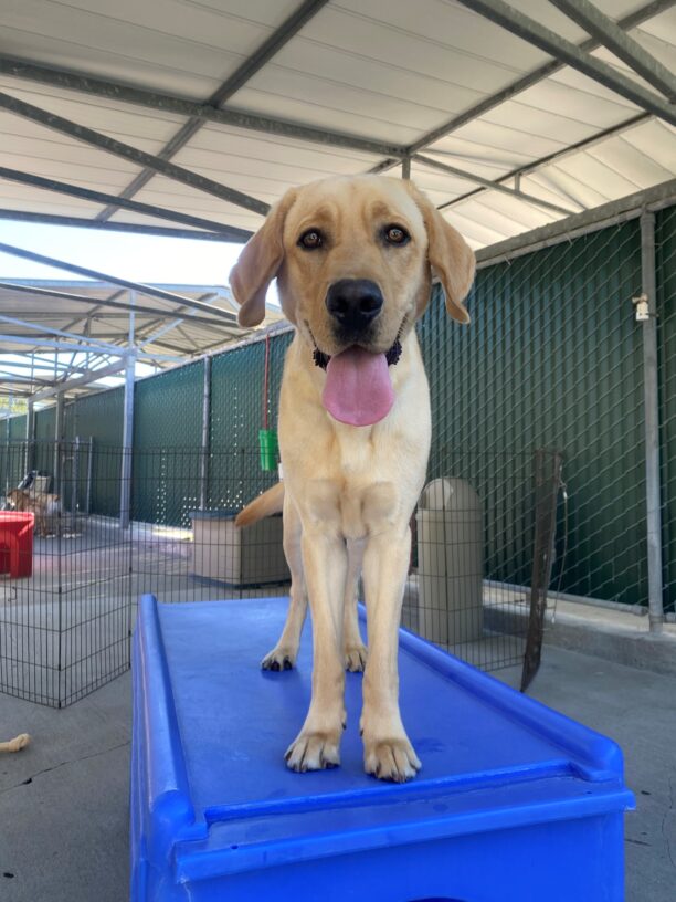 Provo stands atop a blue play structure in a play yard. He is facing the camera. His ears are forward, and his tongue is hanging out.