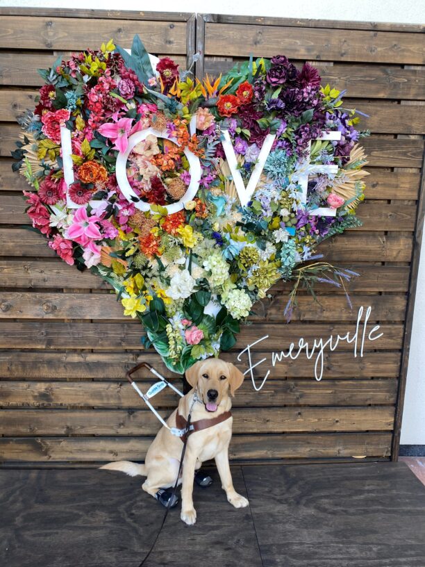 Provo sits on a wooden platform in harness facing the camera. He has boots on his hind feet. Above him is a large floral arrangement in the shape of a heart which reads 