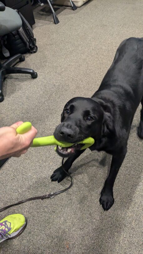 Nobu is tugging on a rubber greet tub toy. His handler’s hand and foot can be seen in the side of the photo. Behind him is a carpeted room and office chairs and desk legs can be seen.