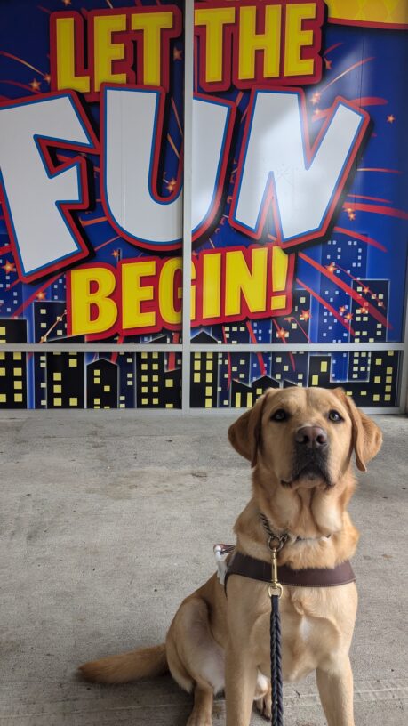 Owen, yellow lab, sits in his harness in front of a blue sign that shows a cityscape and the words “let the fun begin” in large yellow and white letters.