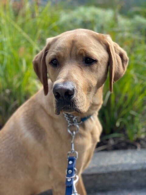 A head shot of Thatcher looking slightly to the left of the camera. He is sitting near a curb with green shrubs blurred in the background. He is on leash