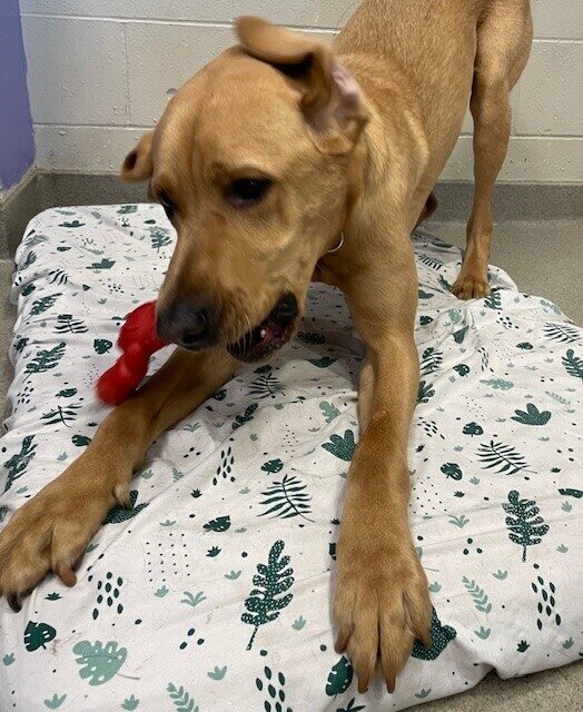 Thatcher is on tie-down on a soft bed in the kennel. He is doing a play bow towards the camera with a red nylabone in his mouth. It is an action shot and one of his ears folded back on top of his head.