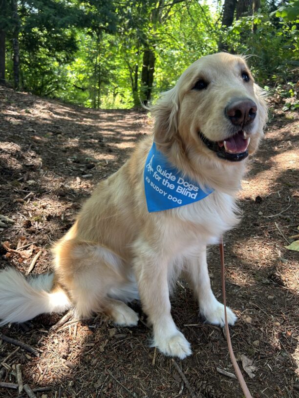 Zinc sits sideways on a wooded trail path with filtered sunlight coming in through the trees around him. His mouth is open in a relaxed smile and he proudly wears his blue K9 Buddy Scarf.