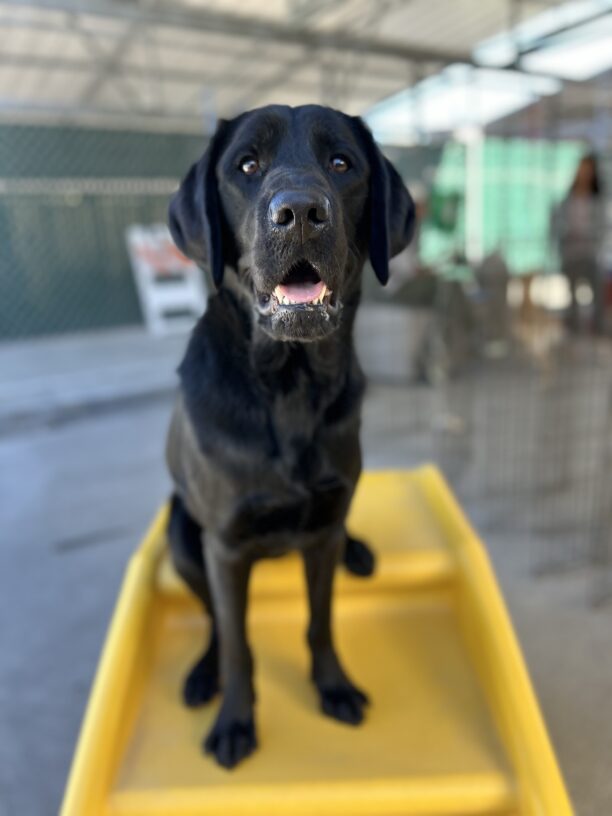 Kingman sits on a large piece of yellow play equipment. He is looking at the camera with his mouth open.