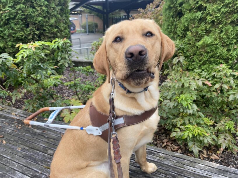 Lancer, a male yellow lab, sits on a wooden bench in his GDB harness. His left lip is caught in a snaggletooth, and he looks at the camera with an adorably endearing face. Green foliage makes up the background.