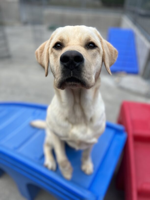 A portrait of a male Labrador Retriever named Patton. He is sitting on a blue and red play structure in the community run play area on the Oregon Campus.
