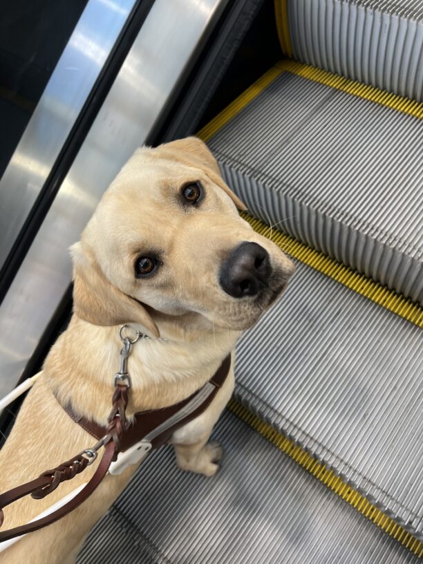 Patton, a handsome male yellow lab, is riding on an escalator with his handler. He is wearing his leather guide dog harness and gazing up towards his handler.