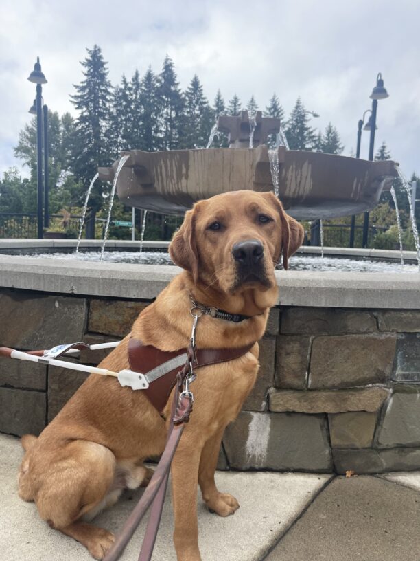 Jet sits in front of a large water fountain while wearing his harness.