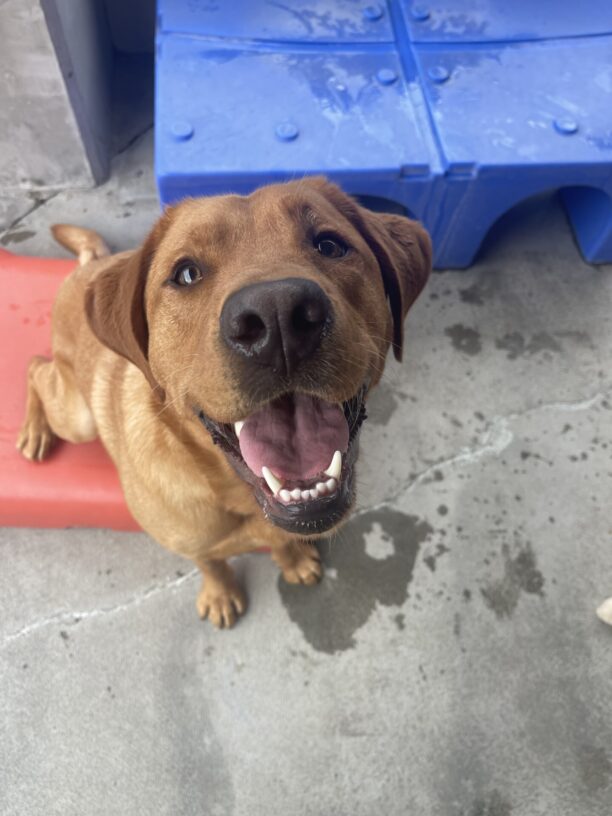 Jet is sitting on a piece of play equipment in community run. He is looking up at the camera with his eyes wide and mouth open.