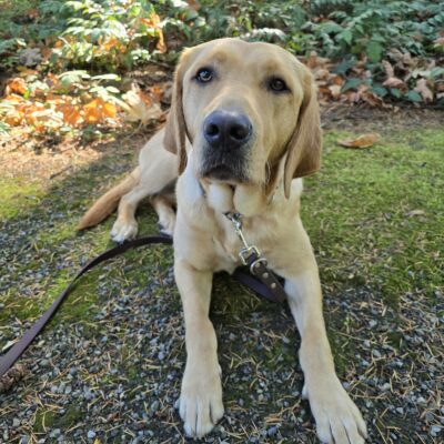 A portrait of Brulee, a yellow Labrador retriever. She is laying on a mossy trail with fall leaves around her and trees in the background.