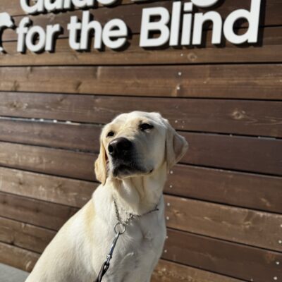 Elle sits on a low wall in front of a sign bearing Guide Dogs for the Blind’s logo.
