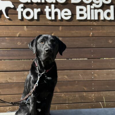 Lonny sits on a low concrete wall in front of a wooden sign bearing Guide Dogs for the Blind’s logo.