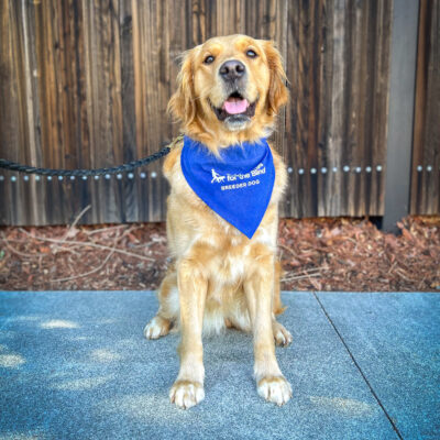 Lab/Golden cross Swift sits on the sidewalk in front of a wooden fence. She is looking just above the camera with her mouth open in a smile, and she is wearing a blue breeder scarf.