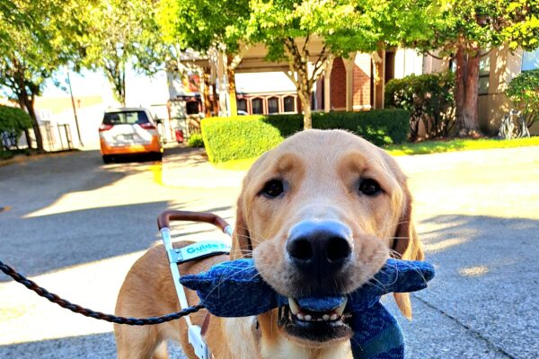 Yellow cross (Swayze) standing in harness with a blue squeaky toy in his mouth.