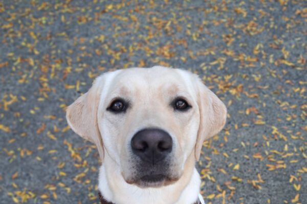 Yellow lab (Jean) sits in harness staring up at the camera. Beautiful yellow leaves fill the ground below her.