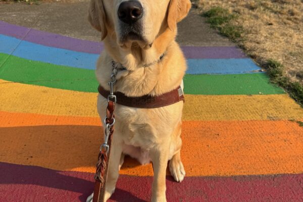 Heath sits in harness on a rainbow painted sidewalk. He's looking at the camera and is showing his serious side as he takes a brief photo break.