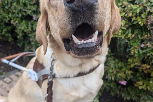 Kiko sits in harness on a bench with a green bush behind her. She has a big smile and is looking at the camera.