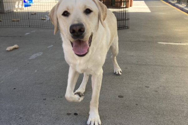 Redwood is trotting towards the camera in community run. His mouth is open in a big smile.