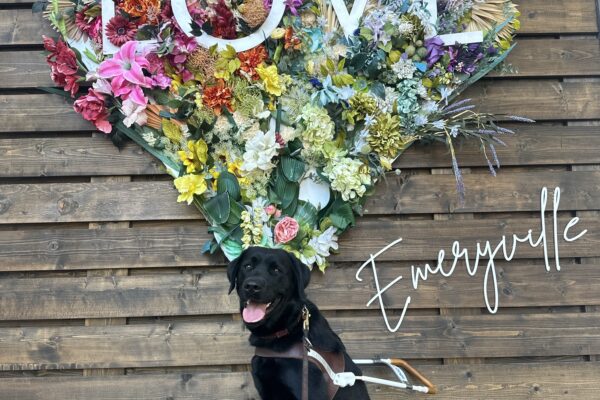 Denton sitting in harness with a heart made of flowers and "LOVE" written white lettering across the heart.