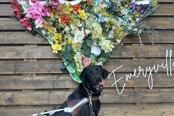 Festive sitting in harness with a heart made of flowers and "LOVE" written white lettering across the heart.