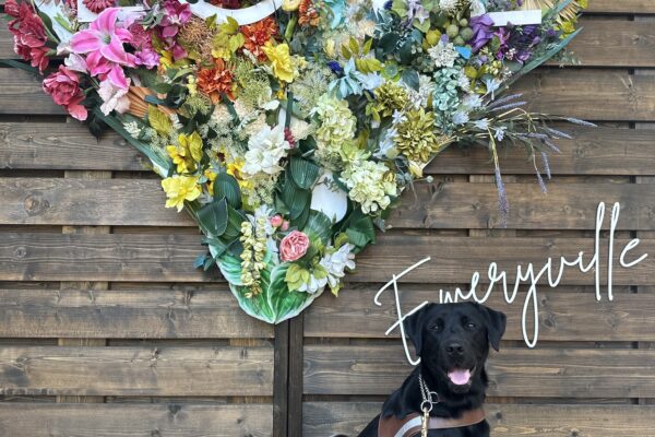 Neema sitting in harness with a heart made of flowers and "LOVE" written in white lettering across the heart.