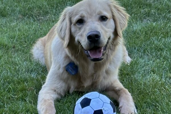 Neil lying down while smiling at the camera with a plush soccer ball between his front legs surrounded by an open grassy field.