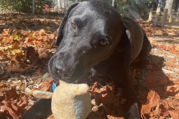 A portrait of Lucas, a black Labrador retriever. He is laying on a pile of brown fall leaves in the sunlight chewing on a yellow stuffed toy.