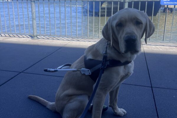 Dover is wearing his harness and is sitting in front of the San Francisco Bay and a large boat. He has a focused expression on his face.
