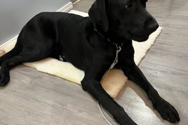 Delgado, a black Labrador Retriever, is laying on a fleece dog bed while on tie down in his foster care home.