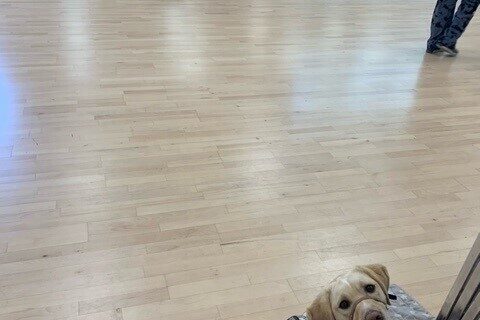 Yellow lab Anders laying on a gray and white star patterned dog mat. He's wearing his camo service dog vest. They are in an exercise room in a gym.