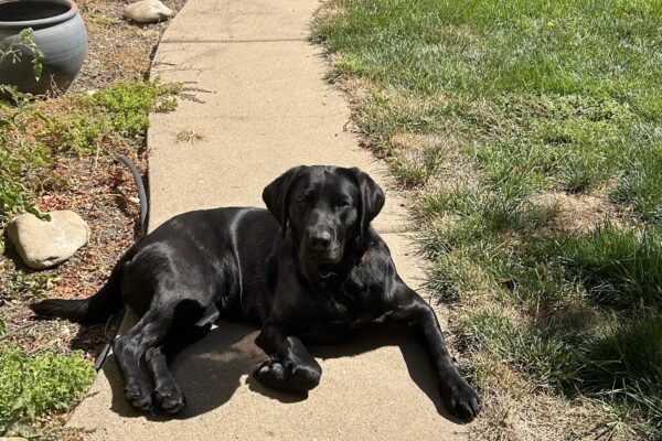 Kelby is sun bathing in her foster care providers backyard. She laying on her side, facing the camera with one of her front paws tucked slightly under.