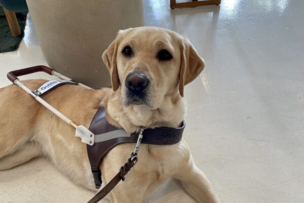 Estreya relaxes on a white tile floor in a down stay in harness at a coffee shop. The base of a a potted plant and green sofa are in the background.